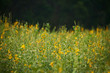 © Teeradej - Background of yellow sunn hemp filed