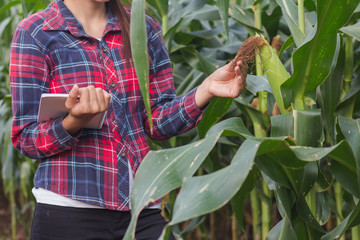 Wall Mural - Agronomist examining plant in corn field, Female researchers are examining and taking notes in the corn seed field.