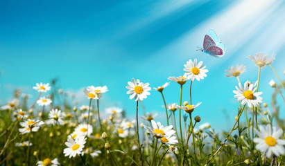 Chamomiles daisies macro in summer spring field on background blue sky with sunshine and a flying butterfly, close-up macro. Summer natural landscape with copy space.