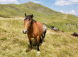 Braunes Pferde mit schwarzer Mähne am Berg grüne Almwiese