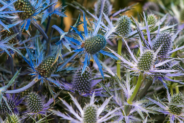 Wall Mural - Eryngium zabelii  big blue