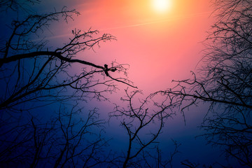 Wall Mural - night mysterious landscape in cold tones - silhouettes of the bare tree branches against dramatic cl