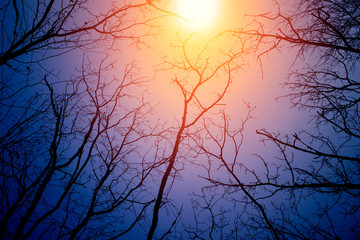 Wall Mural - night mysterious landscape in cold tones - silhouettes of the bare tree branches against dramatic cl