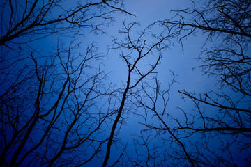 Wall Mural - night mysterious landscape in cold tones - silhouettes of the bare tree branches against dramatic cl