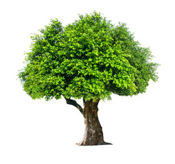 The tree is completely separated from the white ba background Scientific name  Ficus benjamina