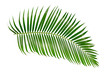 canvas print picture - green palm leaf isolated on white background with clipping path