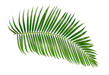Green Palm Leaf Isolated On White Background With Clipping Path