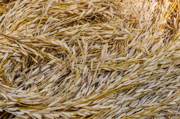 Organic Dry Paddy for Foodstuff Background.