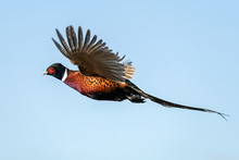 Pheasant Rooster Flight