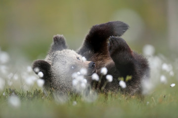Wall Mural - bear cub on its back, relaxing at summer