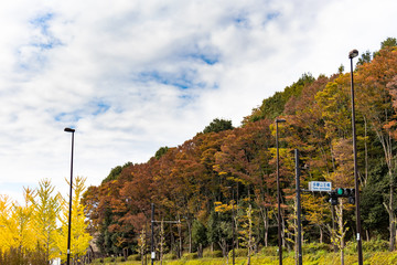 Wall Mural - Autumn leaves in Tama City, Tokyo / Tama City, Tokyo, Japan