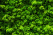 Reindeer moss wall, green wall decoration Cladonia rangiferina interior mock up textured