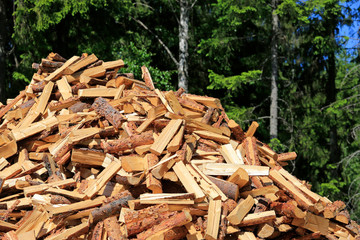 Wall Mural - Heap of Firewood at Edge of Forest