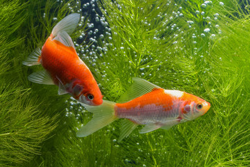  Koi fish background plants