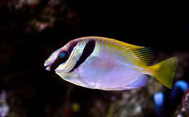 Wall Mural - Two Barred Rabbitfish (Siganus virgatus) 