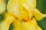 bright yellow iris flower with beautiful petals