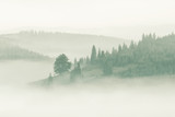 Fototapeta Sypialnia - Foggy mountain ranges covered with spruce forest in the morning mist