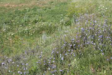 Green meadow with bright blue flowers of wild Common chicory or Cichorium intybus