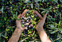 Girl Hands With Olives, Picking From Plants During Harvesting, Green, Black, Beating To Obtain Extra Virgin Oil, Food, Antioxidants, Taggiasca Variety, Autumn, Light, Riviera, Liguria, Italy