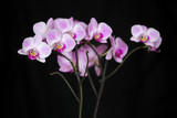 Fototapeta Storczyk - kwiat storczyk orchidea fioletowy na czarnym tle