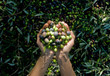 girl hands with olives, picking from plants during harvesting, green, black, beating to obtain extra virgin oil, food, antioxidants, Taggiasca variety, autumn, light, Riviera, Liguria, Italy