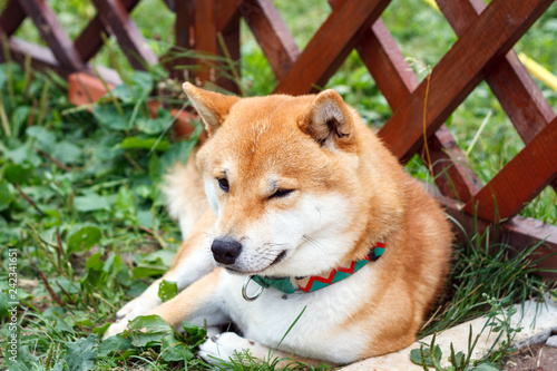 shiba inu day