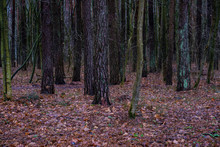 Wet Damp Forest In Autumn