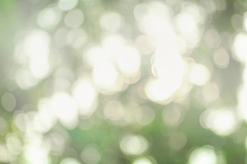 Wall Mural - nature green bokeh with under tree and sunrise
