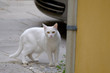 © Mny-Jhee - white stray cat on the city street