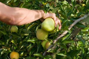 Récolte des pommes