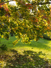 Wall Mural - Colorful and bright background made of fallen autumn leaves.