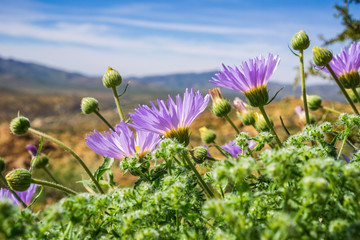 Wall Mural - Mojave aster (Xylorhiza tortifolia) wild flowers blooming in Joshua Tree National Park, California