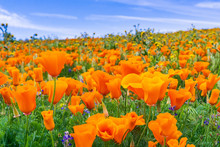 Close Up Of California Poppies (Eschscholzia Californica) During Peak Blooming Time, Antelope Valley California Poppy Reserve