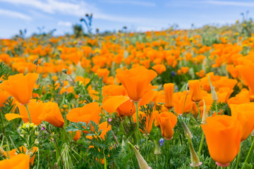 Wall Mural - Close up of California Poppies (Eschscholzia californica) during peak blooming time, Antelope Valley California Poppy Reserve