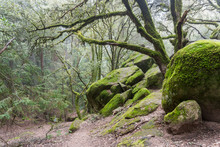 Moss Covered Trees Growing Among Rock Boulders On A Foggy Day, Castle Rock State Park, San Francisco Bay Area, California