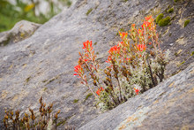 Cluster Of Red Indian Paintbrush (Castilleja) Wildflowers Growing Among Rocks, Covered In Water Droplets On A Rainy Day, Castle Rock State Park, San Francisco Bay Area, California