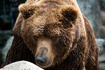 Front view of brown bear. Portrait of Kamchatka bear (Ursus arctos beringianus)