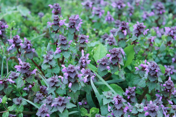 Excellent purple blossom of Lamium purpureum (purple dead-nettle or purple archangel ) between green grass close-up