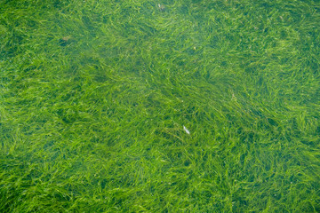 Green algae growing in the waters of Alviso marsh, south San Francisco bay, California