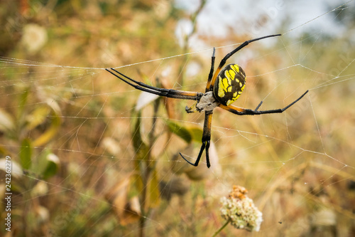 Large Female Garden Spider Argiope Aurantia Alviso Marsh San