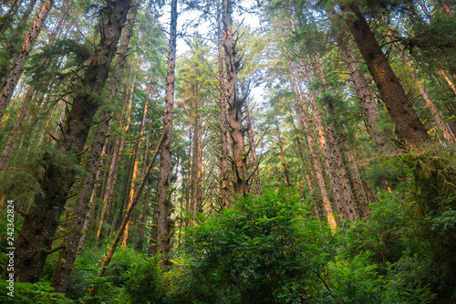 gesty-las-park-stanowy-sekwoi-prairie-creek-kalifornia