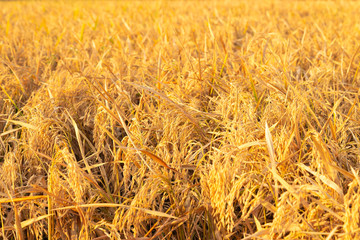 A ready to harvest rice field