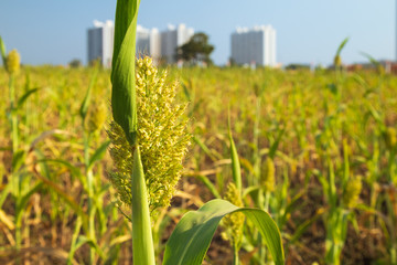 Poster - Agricultural field of sorghum. Other names include jowar, juwar, durra, Egyptian millet, feterita, Guinea corn, milo shallu and solam