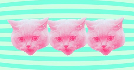 Wall Mural - Minimal animation design. Funny angry cat face