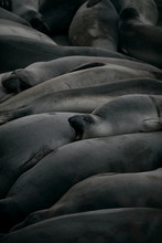 View Of Elephant Seal Sleeping