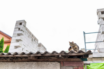 Funny stray tabby one cat grooming scratching sitting on roof of building house street in Rivne, Ukraine or Russia, low angle view