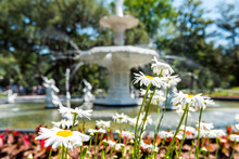 Savannah, USA Famous Water Fountain In Forsyth Park, Georgia During Sunny Day In Summer With White Daisy Flowers Closeup