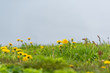 © Kristina Blokhin - Closeup of yellow dandelion flowers on cliff in Vik, Iceland with blooming colorful petals and nobody blurry blurred background of overcast gray stormy weather clouds