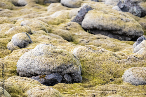 Fotografie, Obraz Lava Field in Iceland closeup of yellow green bright moss covered rocks or stone