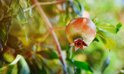 Red pomegranate fruit on the tree in leaves